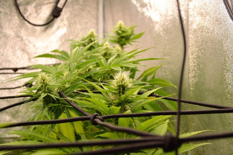 9 Best Hydroponic Nutrients for Cannabis: What to Look for Before You Buy
